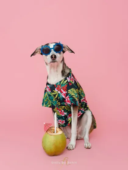It's hot out there, but this dog is cool. Rocking a Hawaiian shirt and sunglasses, this pup is ready for a tropical vacation, right in the studio.