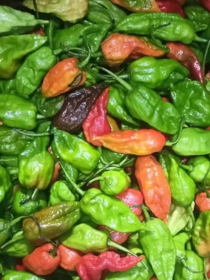 A pile of fresh, vibrant Bhut Jolokia. These are not for the faint of heart but are a requirement for many traditional spicy Northeast recipes.