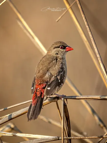 A female or non-breeding male Red Munia. While less vibrant than the breeding male, it still has beautiful red plumage on its rump and subtle spotting.