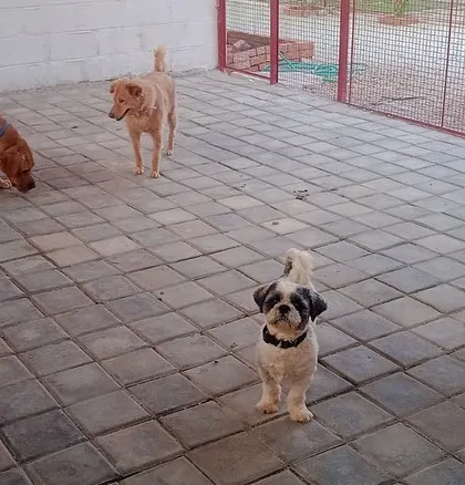 A little one holds his own with the big dogs. This Shih Tzu is perfectly comfortable making friends with the Golden Retrievers in our mixed-group play session.