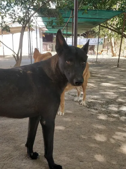 This is Whiskey, a striking black indie who is a cherished member of our weekly pack. His watchful eyes don't miss a thing.