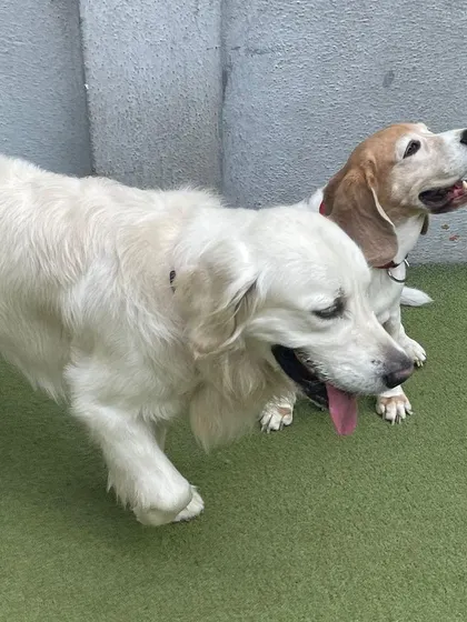 A beautiful white Golden Retriever and a Beagle enjoying some quiet time together. Not all fun is high-energy; we value calm companionship too.