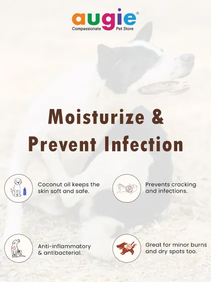 If your dog gets a sunburn, you can help by moisturizing the area and preventing infection. Coconut oil is a great natural option as it keeps the skin soft and has anti-inflammatory properties.