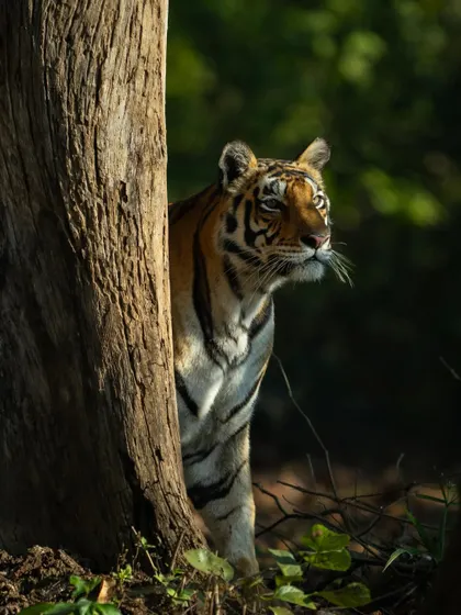 A tigress peers from behind a tree, a blade of grass in her mouth. Her expression is a mix of curiosity and caution, a complex mood that I aimed to capture in this portrait.