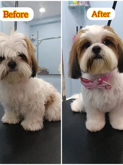 Kaju the Shih Tzu's before and after. This was the result of patience and working together with her parents to overcome her grooming anxieties.