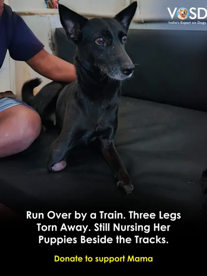 A train tore away three of her legs, but Mama's instinct was to continue nursing her puppies beside the tracks. Her story is one of unimaginable pain and maternal love. She is now safe and receiving intensive care.