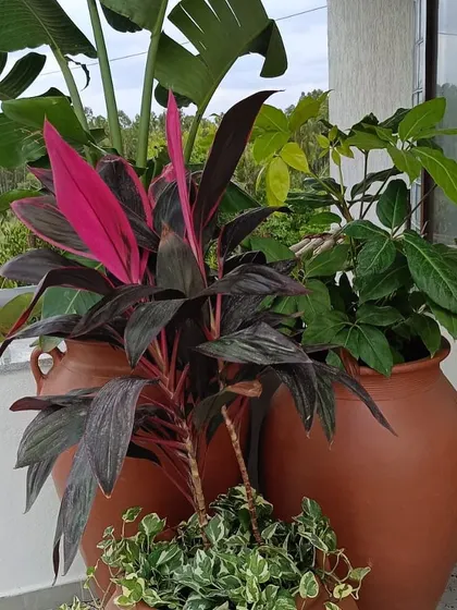 A beautiful combo planter featuring a pink-hued Cordyline, a Traveler's Palm, and trailing ivy in a classic terracotta pot. This arrangement showcases a wonderful mix of color, height, and texture.