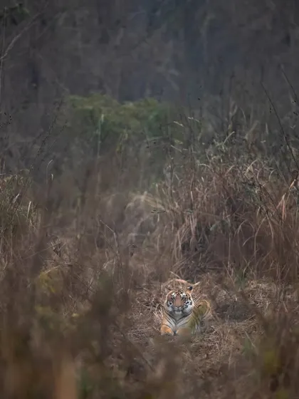 A tiger camouflaged in the dry grasses of its habitat. This image demonstrates the importance of a wide-angle perspective to tell a story about the animal and its environment.