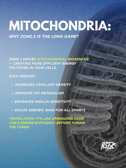 Zone 2 training is the long game because it drives mitochondrial biogenesis, creating more efficient energy factories in your cells. It's like upgrading your car's engine efficiency before tuning the turbo.