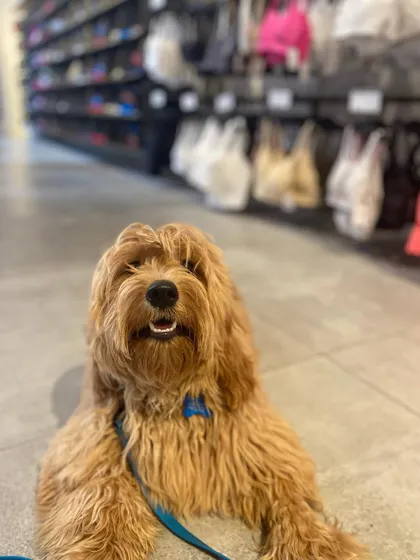 Goldie was already showing signs of being possessive at 6 months old. We worked on building her confidence so she no longer feels the need to guard her things.