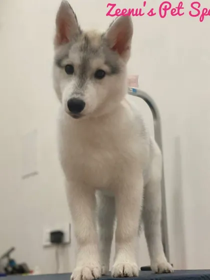 This Siberian Husky puppy is standing tall on the grooming table. I introduce puppies to the equipment slowly to build their confidence for future visits.