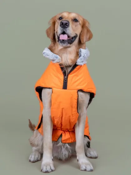 Ready for winter! A golden retriever models a bright orange puffer jacket, looking warm and stylish.