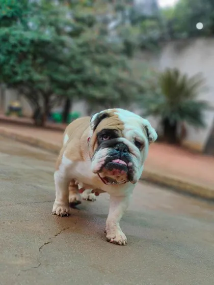 This English Bulldog is on the move. We are experienced with brachycephalic breeds and ensure they stay cool and comfortable.