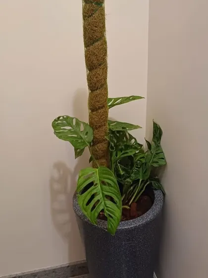 A closer look at the Monstera Adansonii in a grey FRP pot. The moss pole encourages its natural climbing habit and promotes healthier growth.