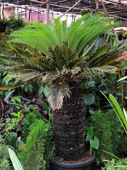 A big boy Cycas palm, also known as a Sago Palm. Its sturdy trunk and feathery fronds give it a timeless, prehistoric look.