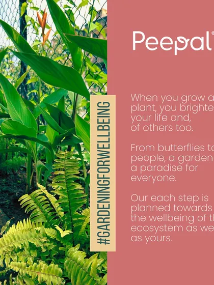 A graphic illustrating our core message: gardening for wellbeing. When you grow a plant, you brighten your life and the lives of others in the ecosystem, from butterflies to people.