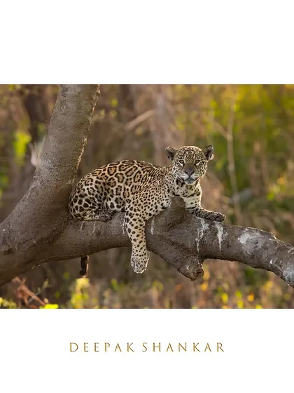 Framed as a work of art, this portrait of the Pantanal's mighty jaguar brings the soul of the South American wilderness into your home.