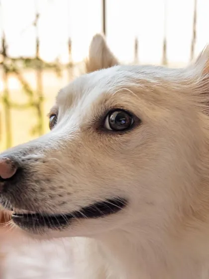 A close-up of Snowy, looking curious and gentle.
