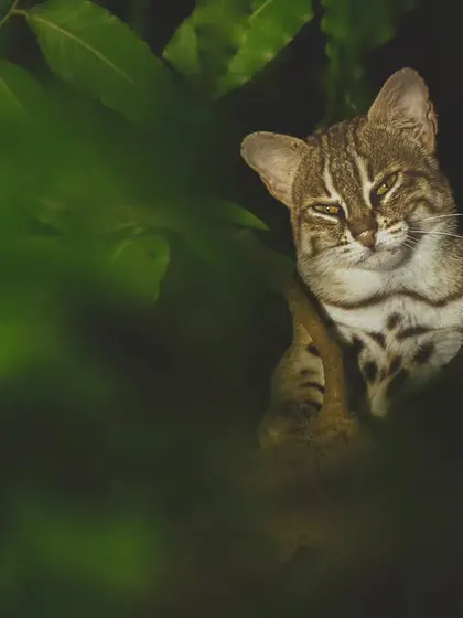 The world's smallest wild cat, the Rusty-spotted cat, rests on a False Ashoka tree, a species common in urban gardens, showing their adaptation to city life.