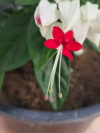 The delicate stamen of the Bleeding Heart flower.