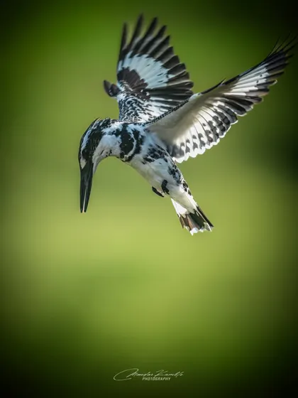 Capturing a Pied Kingfisher as it hovers and dives is a technical challenge I love. This action shot, taken in Wai, freezes the bird's wings in a beautiful pattern against a soft green background, showcasing its incredible aerial hunting skills.