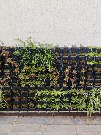 A newly planted modular vertical garden. This shows the basic structure I use, with individual pots that can be arranged to create custom designs.