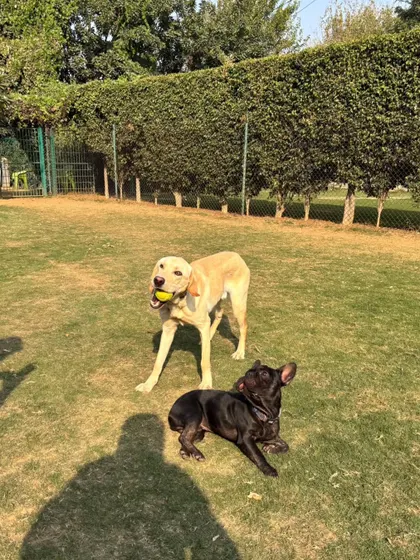 A successful catch. The Labrador has the ball, and the French Bulldog is ready for the next round.