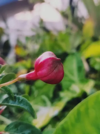 A Fuchsia bud, full of promise and waiting for the right moment to open.