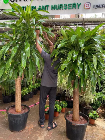 Large houseplants like these Dracaena are perfect for making a big design statement. They not only look great but are also excellent for improving indoor air quality, combining beauty with function.