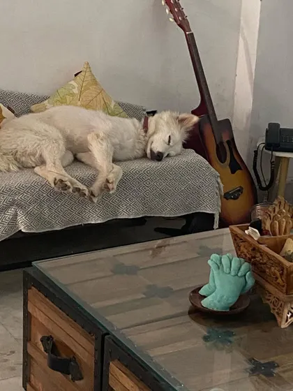 Nothing beats a peaceful nap on the couch. This dog is completely relaxed, a sign that he feels safe and at home with us.