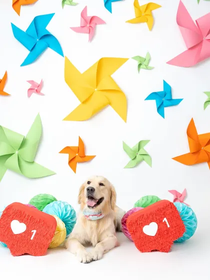 Double the likes for this gorgeous Golden Retriever! This was such a fun and colorful studio shoot, and this pup was an absolute star.