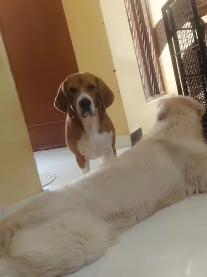 Hooman, I've hit a roadblock. This Beagle needs help getting past the sleeping Golden Retriever.