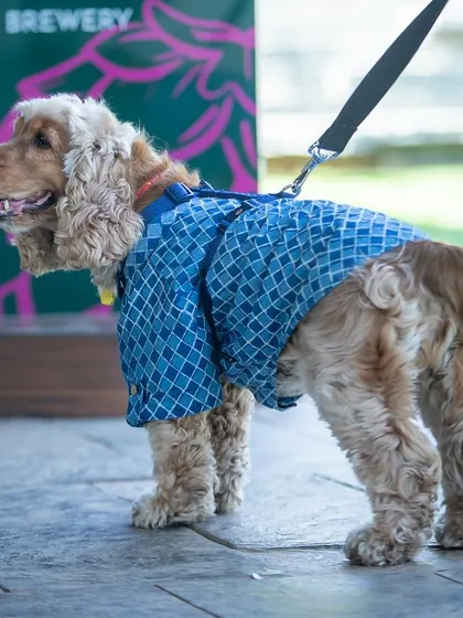 A well-dressed cocker spaniel exploring our brewery area. We're not just pet-friendly, we're pet-complete.