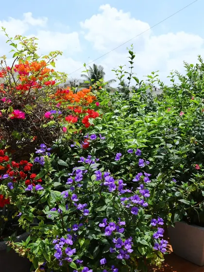 A wider view of the potted Bougainvillea and other flowering shrubs, showing how they create a dense, colorful screen on a sunny terrace.