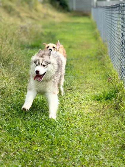 The zoomies are real! This husky and his friend are having a blast racing along the fence line in our secure off-leash area.