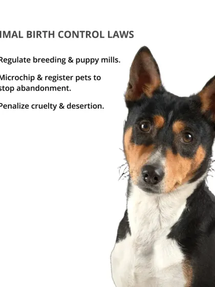 Animal birth control laws are essential. Regulating breeding, microchipping pets to prevent abandonment, and penalizing cruelty are critical steps.