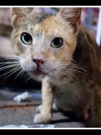 A poignant close-up of the Colaba cat, its eyes looking directly at the camera. There's a whole life story in that gaze.