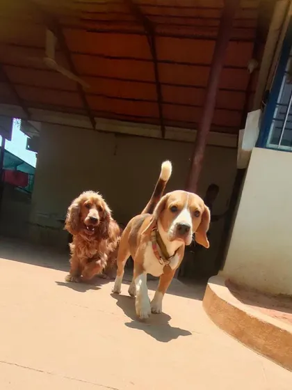 A Beagle leads the way with his Cocker Spaniel friend following close behind. Teamwork makes the dream work.