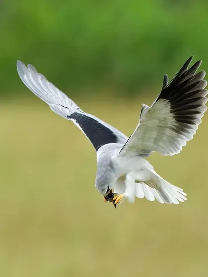 Another angle of the hovering kite, showcasing the beautiful pattern of its wings.