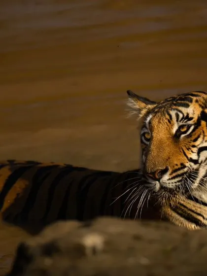 The same Magge female tigress, now looking alertly to the side. The warm, golden light of the setting sun illuminates her face, highlighting her beautiful features and intense focus.