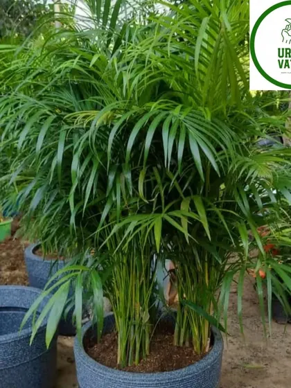 A beautiful, dense Areca Palm in a dark grey pot, showing how a single plant can make a big impact.