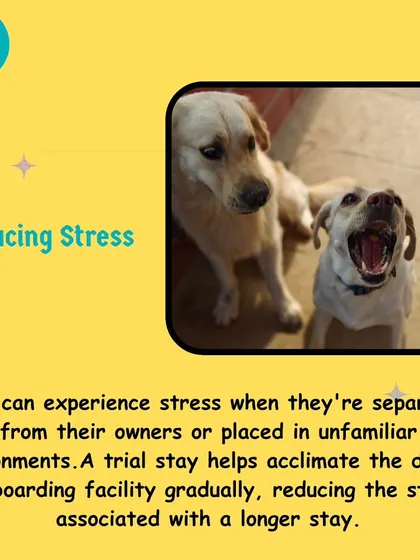 Dogs experience stress in unfamiliar environments. A trial stay helps your dog acclimate gradually, significantly reducing the anxiety associated with a longer stay.