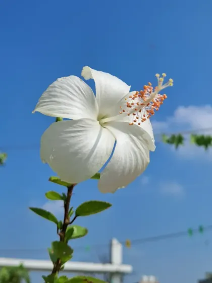 A perfect white hibiscus flower against a clear blue sky. I can teach you the right fertilizer and care routine to get these big, beautiful blooms.