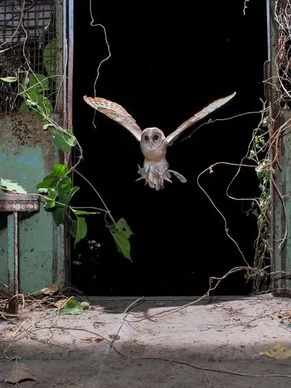 A barn owl captured mid-flight by a DSLR camera trap. These projects require technical skill, patience, and a deep understanding of animal behavior.