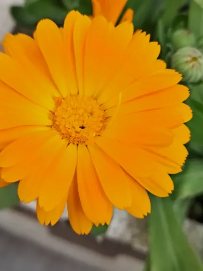 A bright orange Calendula flower.