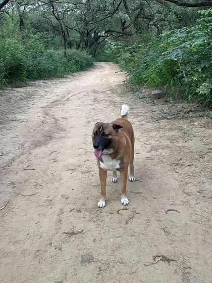 Brownie, my desi boy, enjoying a walk in nature. He came from the streets and taught me everything about earning a dog's trust. Our bond is the foundation of my entire training philosophy.