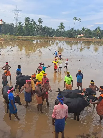 The 10-acre ancestral field, the 'Kambala gadde,' where hundreds of villagers gather to fulfill their vows by racing their buffaloes.