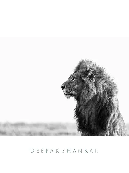 This fine art print is a celebration of form and texture. The minimalist, high-key style makes it a sophisticated and modern piece of wildlife art.