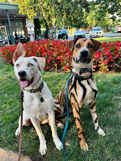 These two sweethearts, JD and Molly, are rescue dogs who completed a bootcamp with me. They learned basic obedience and socialization skills to help them find their forever homes.