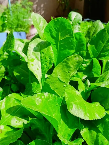 Look at these healthy Palak (Spinach) leaves, grown organically in a terrace garden. Homegrown spinach is tender and has a superior taste compared to what you find in stores.